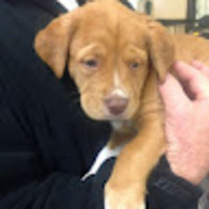 Meet your Posher, Darbie